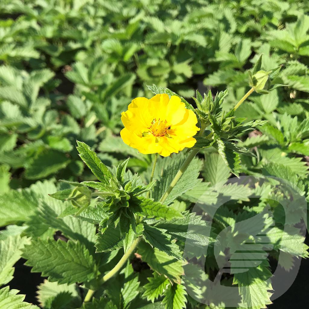[POTMDOR-C2] Potentilla 'Mont d'Or'