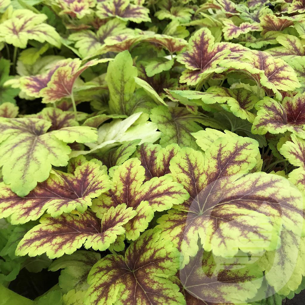 Heucherella 'Gold Zebra'®