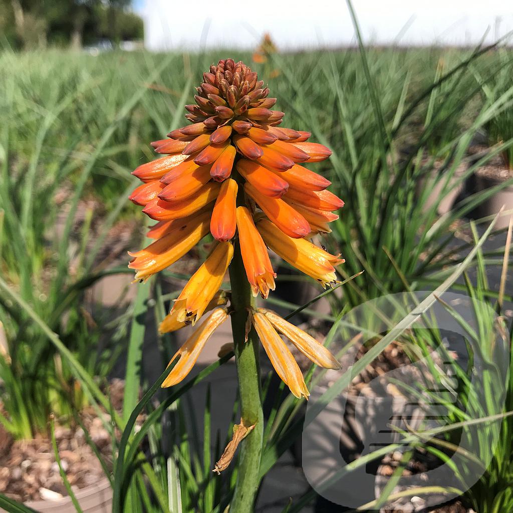 [KNIPORAN-C2] Kniphofia 'Poco™ Orange'®