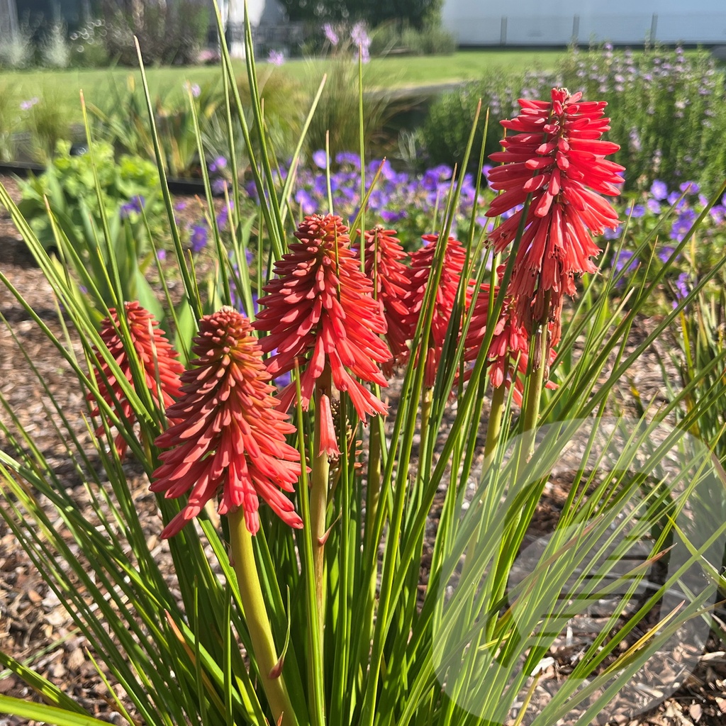 [KNIPRED-C2] Kniphofia 'Poco™ Red'®