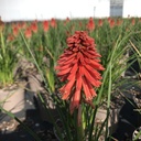 Kniphofia 'Poco™ Red'®