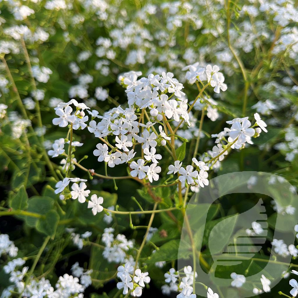 [BRUBBOWR-C2] Brunnera macr. 'Betty Bowring'