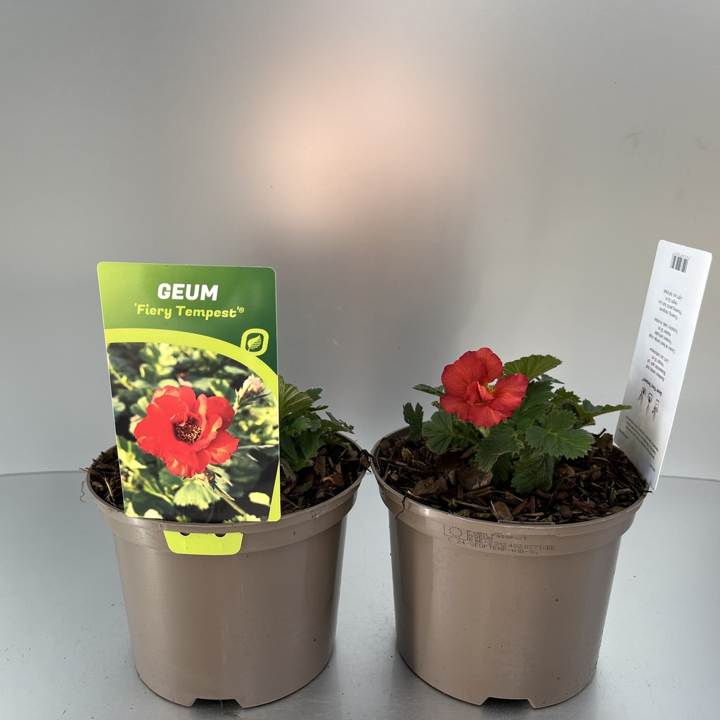 [GEUFTEMP-C2] Geum 'Fiery Tempest'®