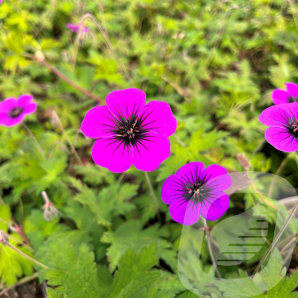 [GERAFOLK-C2] Geranium 'Ann Folkard'