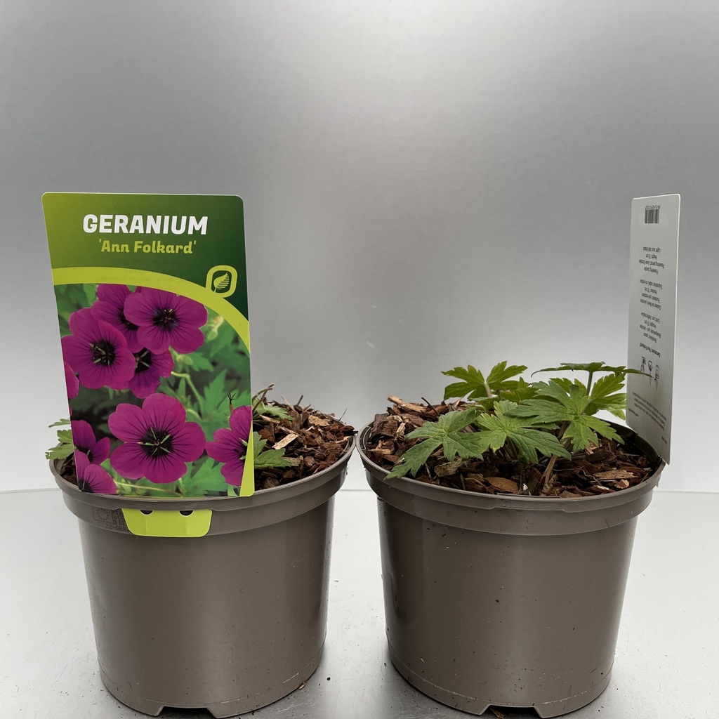 [GERAFOLK-C2] Geranium 'Ann Folkard'