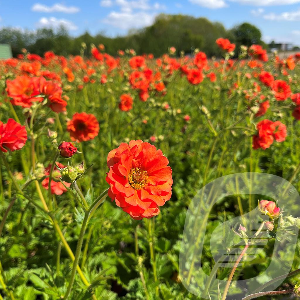 [GEUTTEMP-C2] Geum 'Tropical Tempest'®