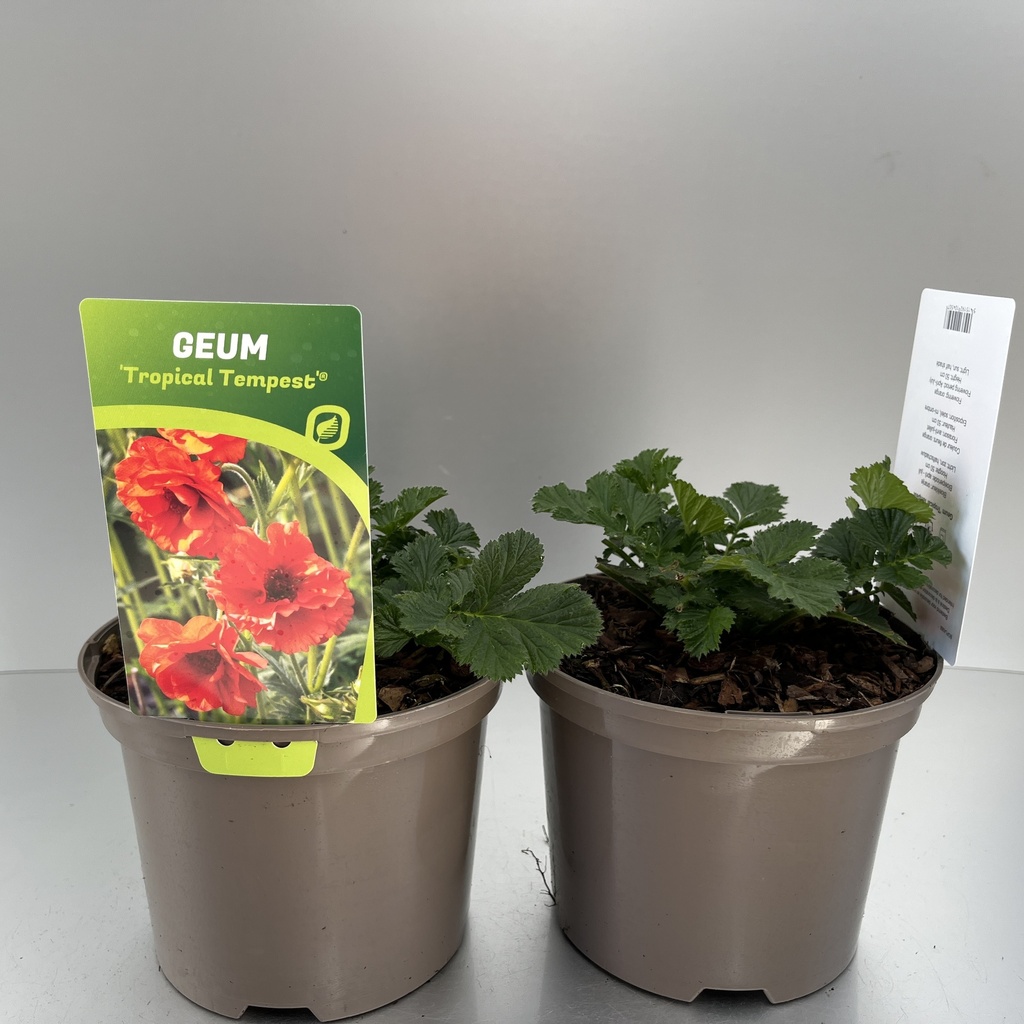 [GEUTTEMP-C2] Geum 'Tropical Tempest'®