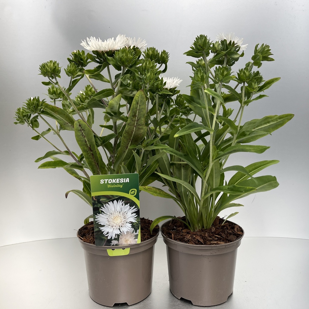 [STODICIN-C2] Stokesia 'Divinity'®
