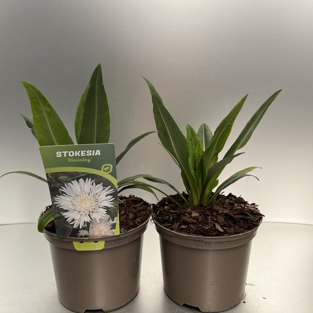 [STODICIN-C2] Stokesia 'Divinity'®