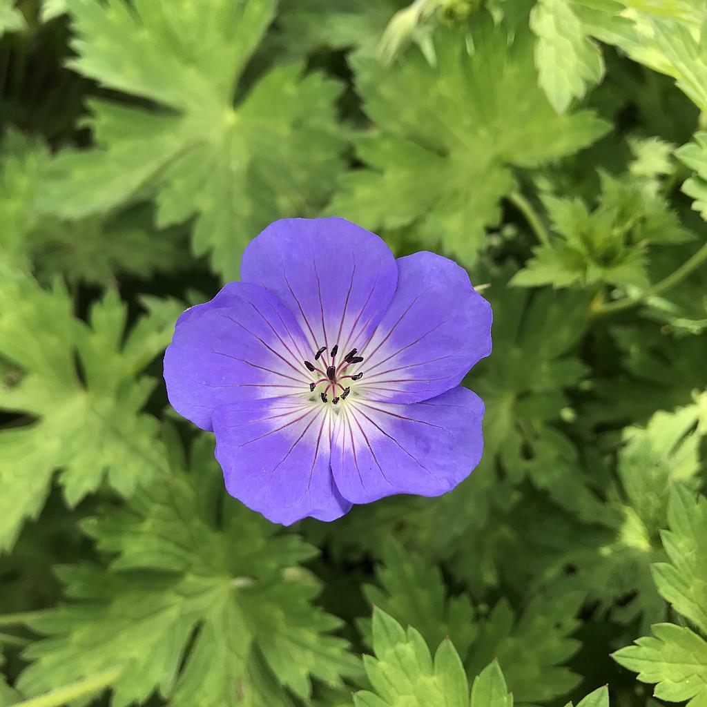 [GERBMAWA-C2] Geranium 'Bloom Me Away'®