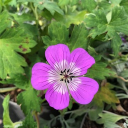 [GERBTIME-C2] Geranium 'Bloom Time'®