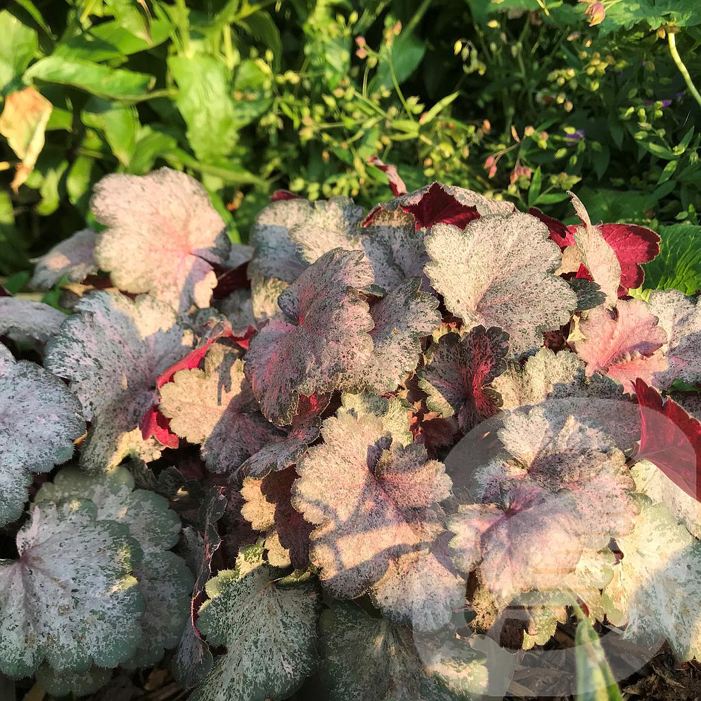 [HEUPPANK-C2] Heuchera 'Pinky Panky'®