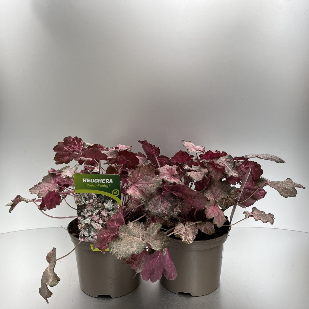 [HEUPPANK-C2] Heuchera 'Pinky Panky'®