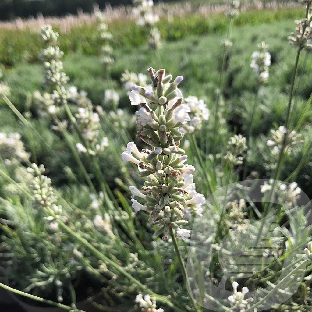 [LAVWFRAG-C2] Lavandula ang. 'White Fragrance'