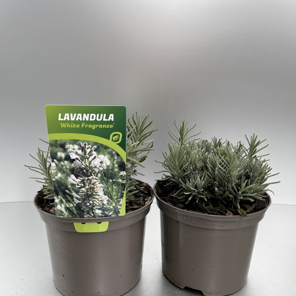 [LAVWFRAG-C2] Lavandula ang. 'White Fragrance'