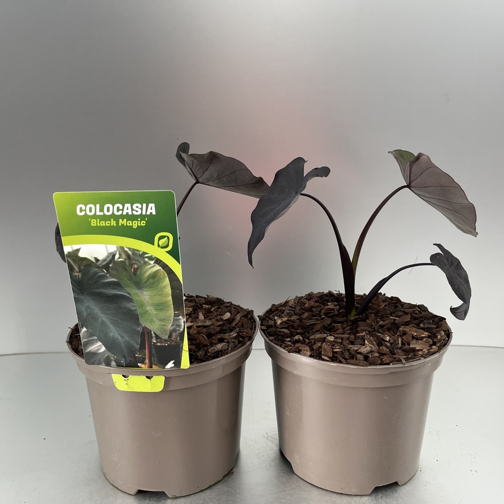 [COLBMAGI-C2] Colocasia 'Black Magic'