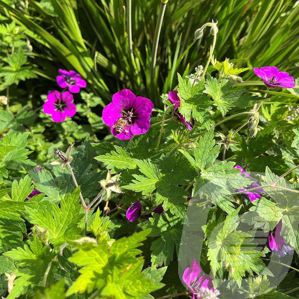 [GERATHOM-C2] Geranium 'Ann Thomson'