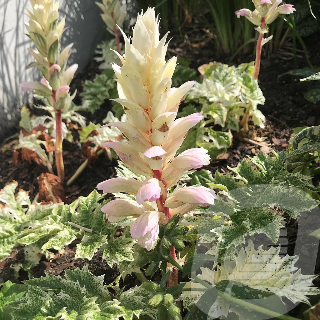 [ACAWHITE-C2] Acanthus 'Whitewater'®