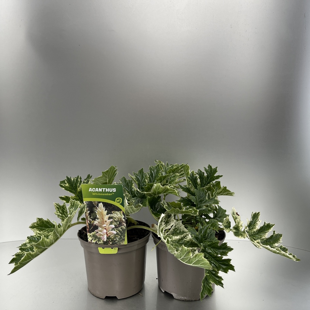 [ACAWHITE-C2] Acanthus 'Whitewater'®