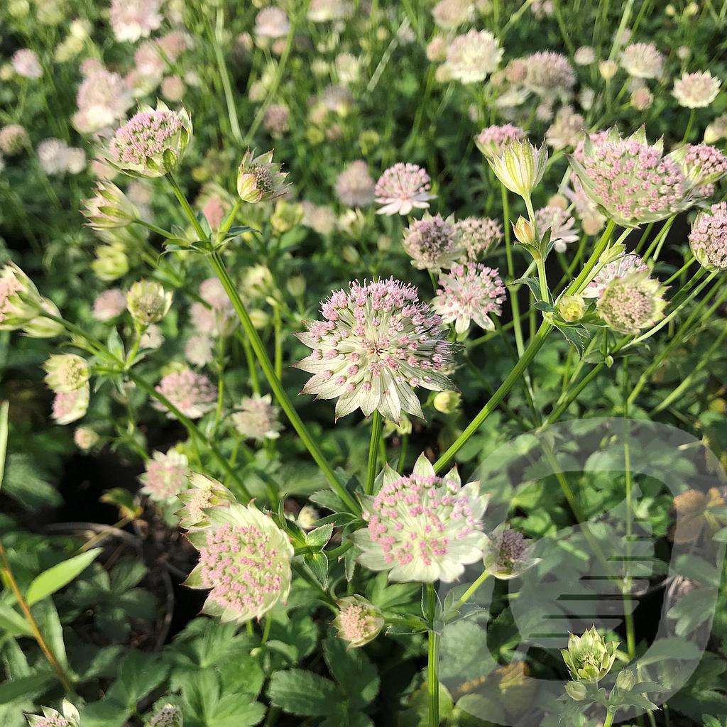 [ASTBUCKL-C2] Astrantia 'Buckland'