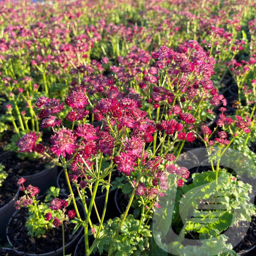 [ASTRWEDD-C2] Astrantia 'Ruby Wedding'