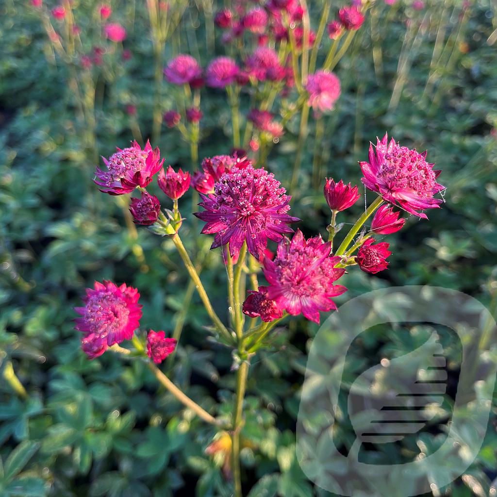 [ASTVENIC-C2] Astrantia 'Venice'®