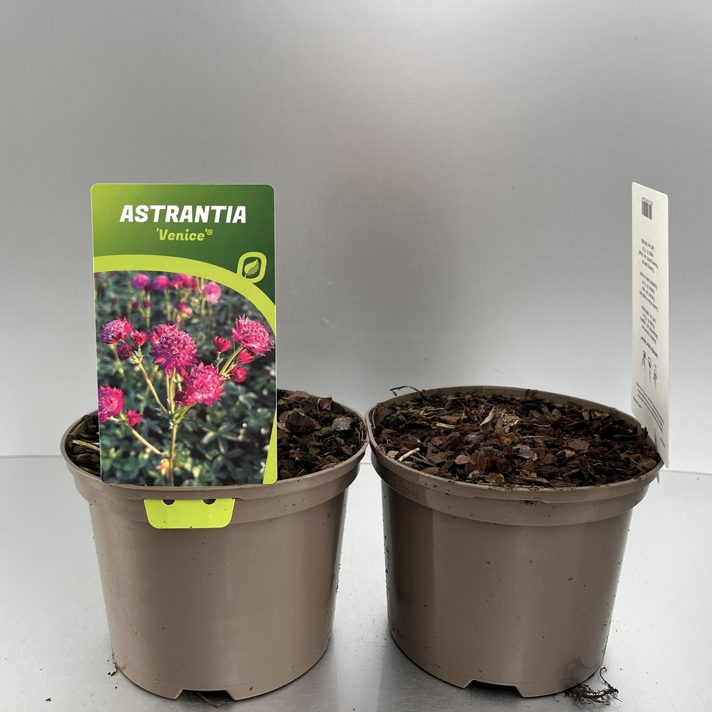 [ASTVENIC-C2] Astrantia 'Venice'®