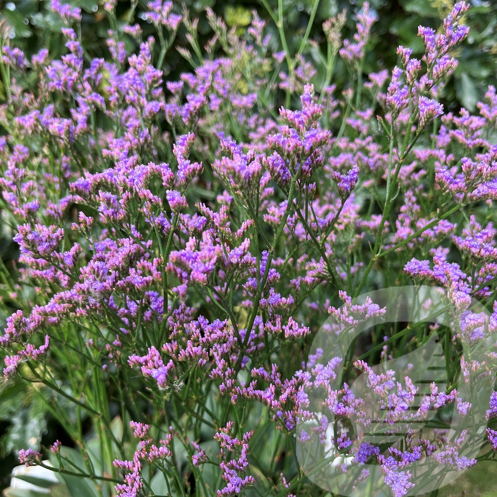 [LIMDROCK-C2] Limonium 'Dazzle Rocks'®