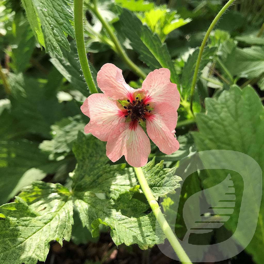 [POTHOWOO-C2] Potentilla hopwoodiana