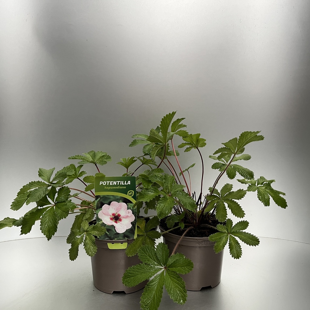 [POTHOWOO-C2] Potentilla hopwoodiana