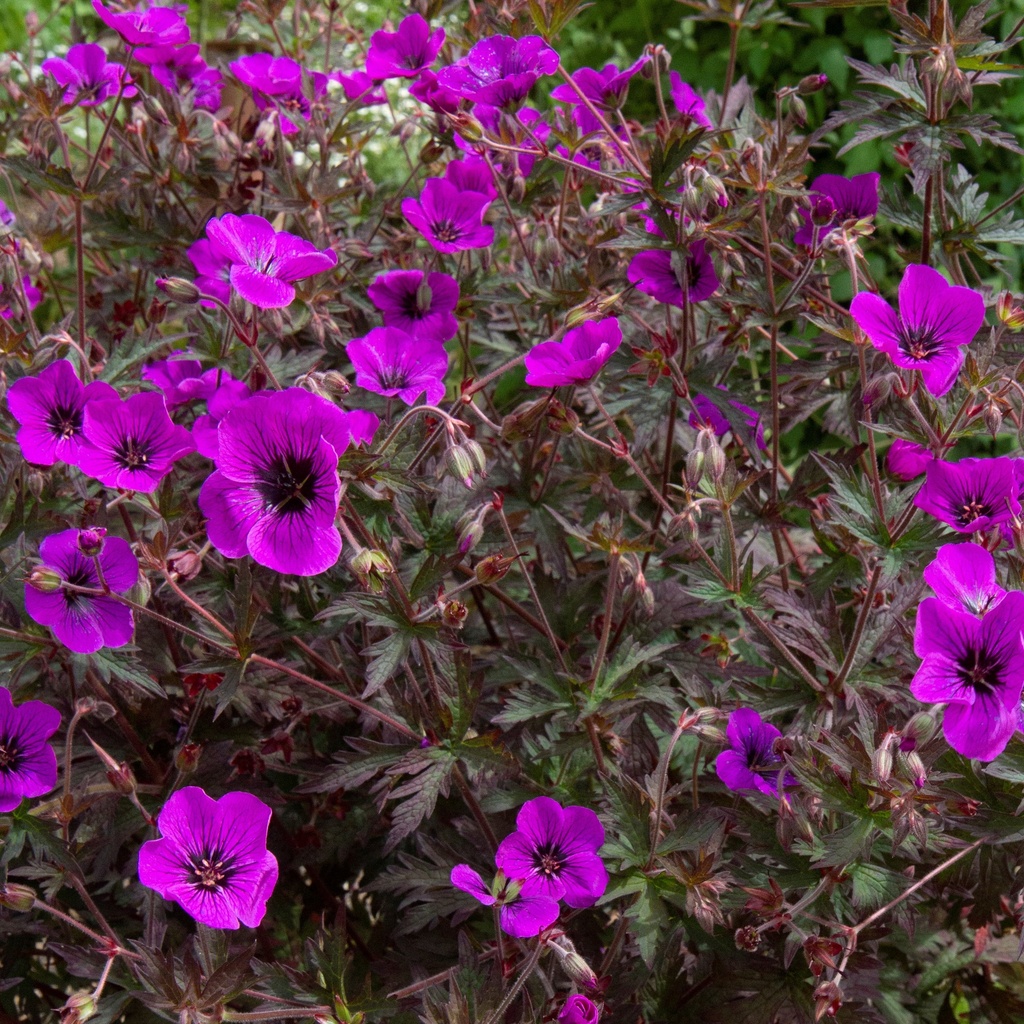 [GERDEYES-C2] Geranium 'Ann Folkard' (kopie)