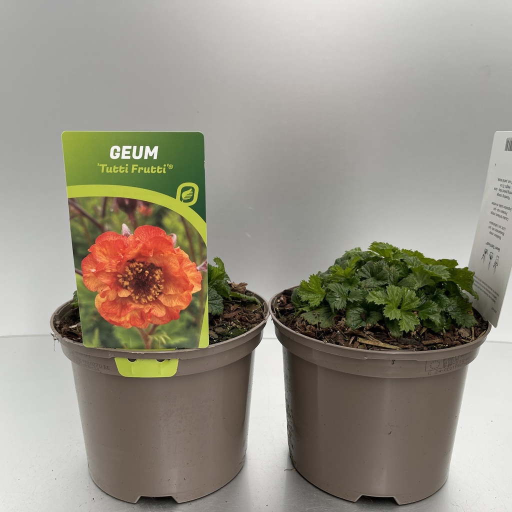 [GEUTFRUT-C2] Geum 'Tutti Frutti'®