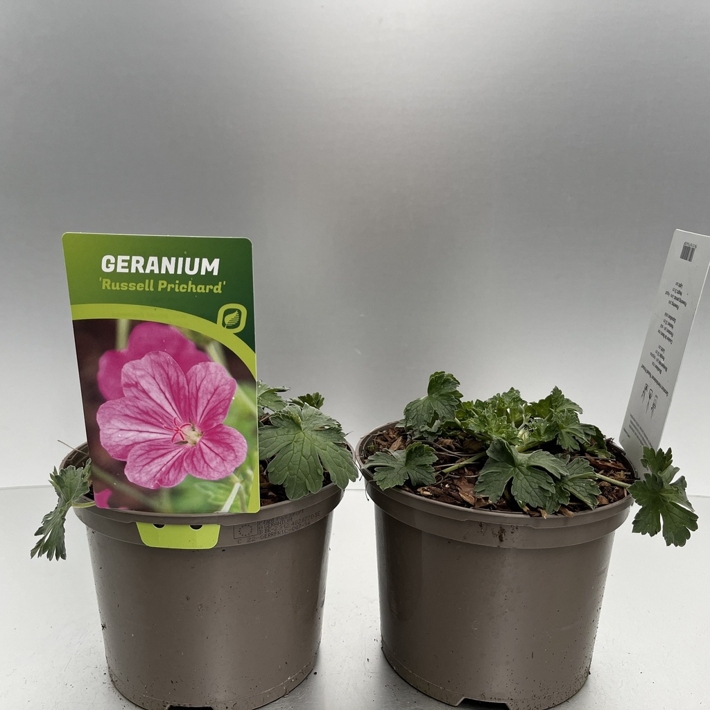 [GERRPRIC-C2] Geranium 'Russel Prichard'