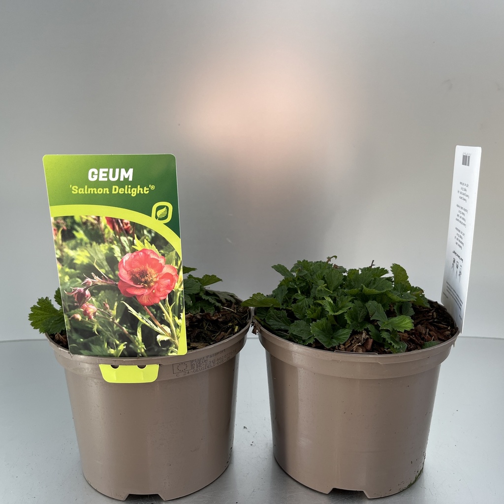 [GEUSDELI-C2] Geum 'Salmon Delight'®