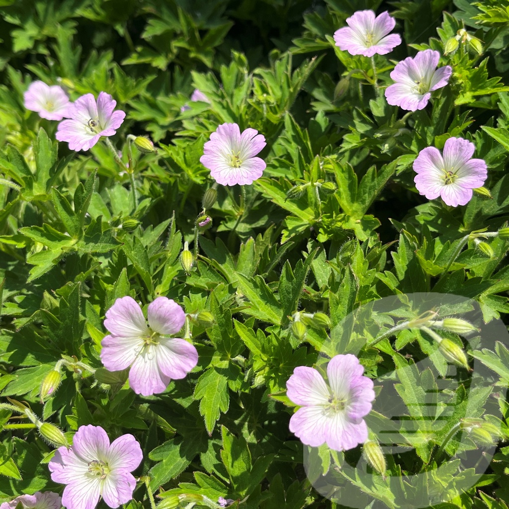 [GERCONFE-C2] Geranium 'Confetti'®