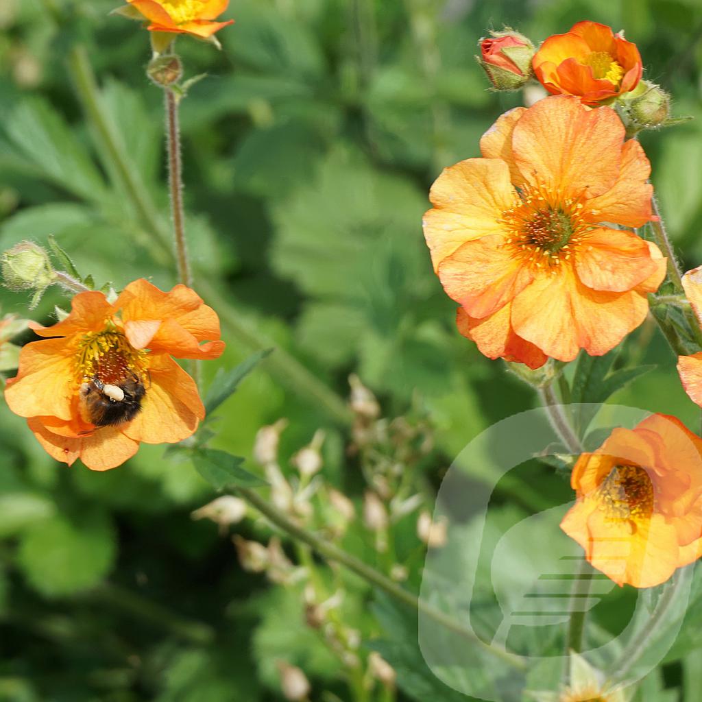 [GEUTTANG-C2] Geum 'Totally Tangerine'®