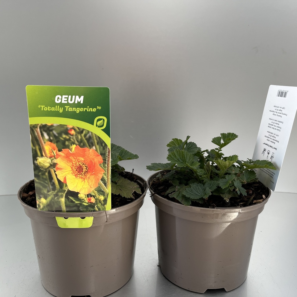 [GEUTTANG-C2] Geum 'Totally Tangerine'®