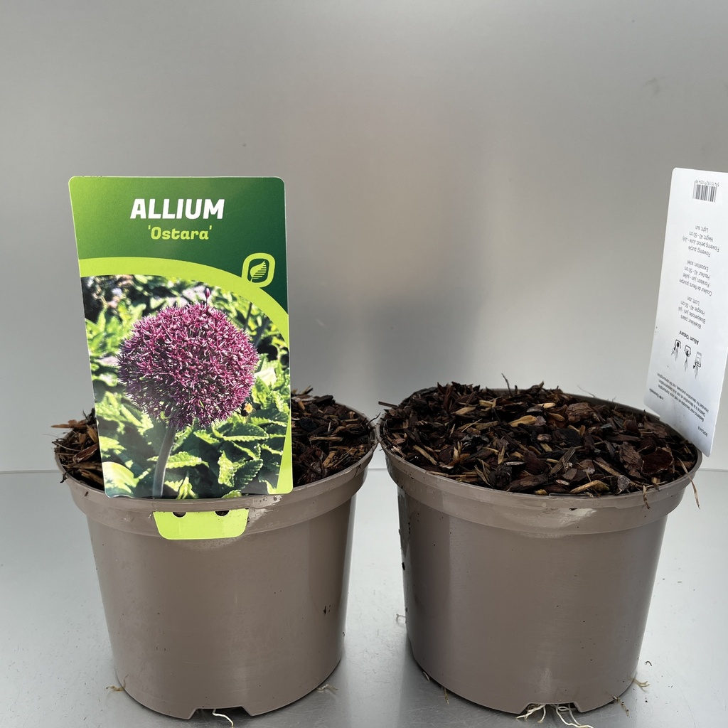[ALLOSTAR-C2] Allium 'Ostara'