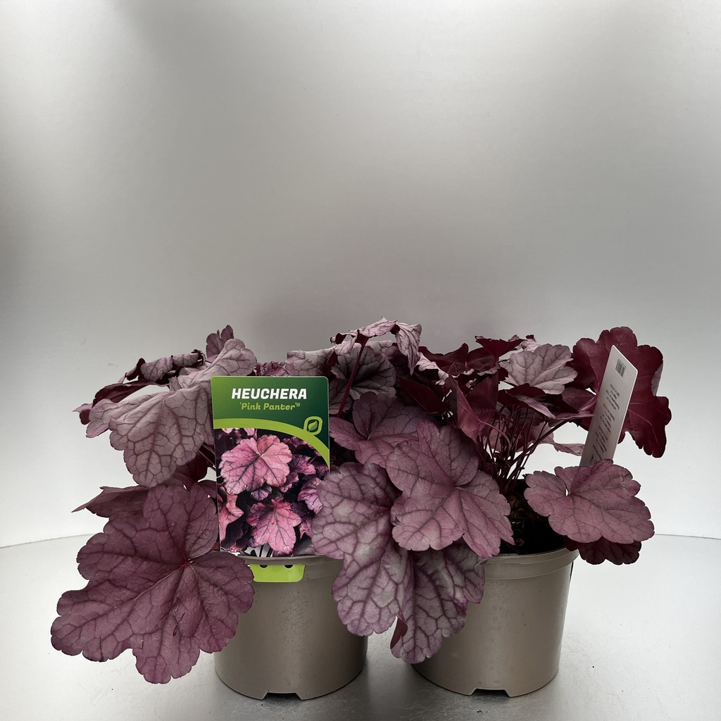 [HEUPPANT-C2] Heuchera 'Pink Panther'®