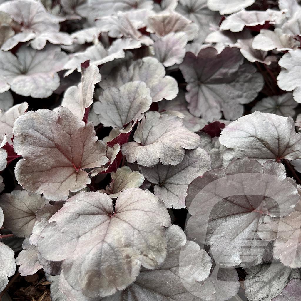 [HEUSILVE-C2] Heuchera 'Silverberry'®