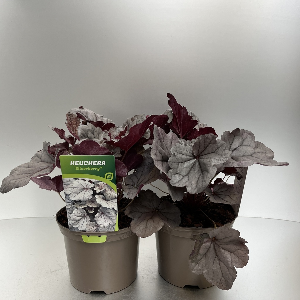 [HEUSILVE-C2] Heuchera 'Silverberry'®