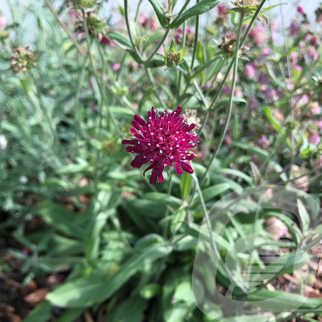 [KNAGLIGH-C2] Knautia 'Green Lightning'®