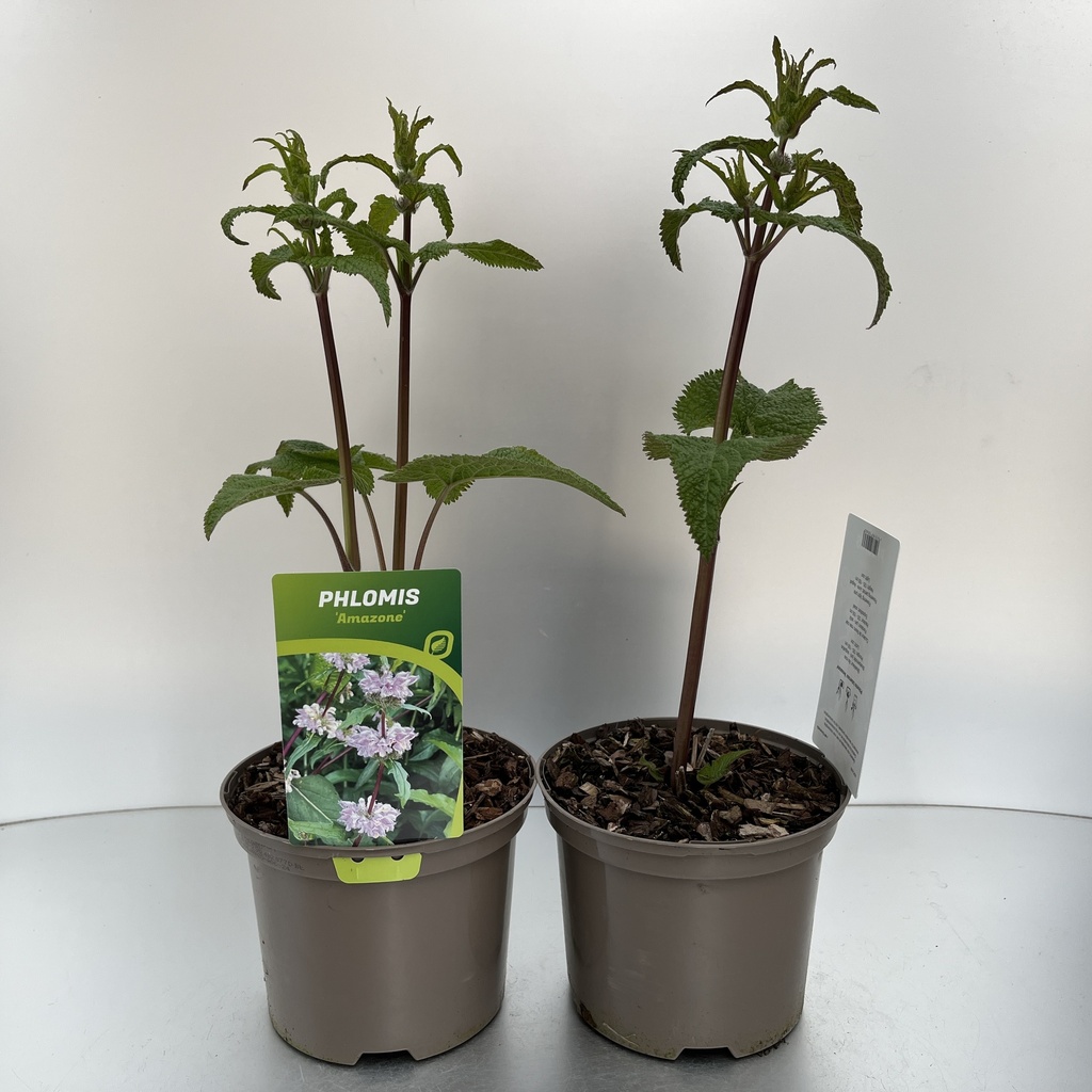 [PHLAMAZO-C2] Phlomis tub. 'Amazone'