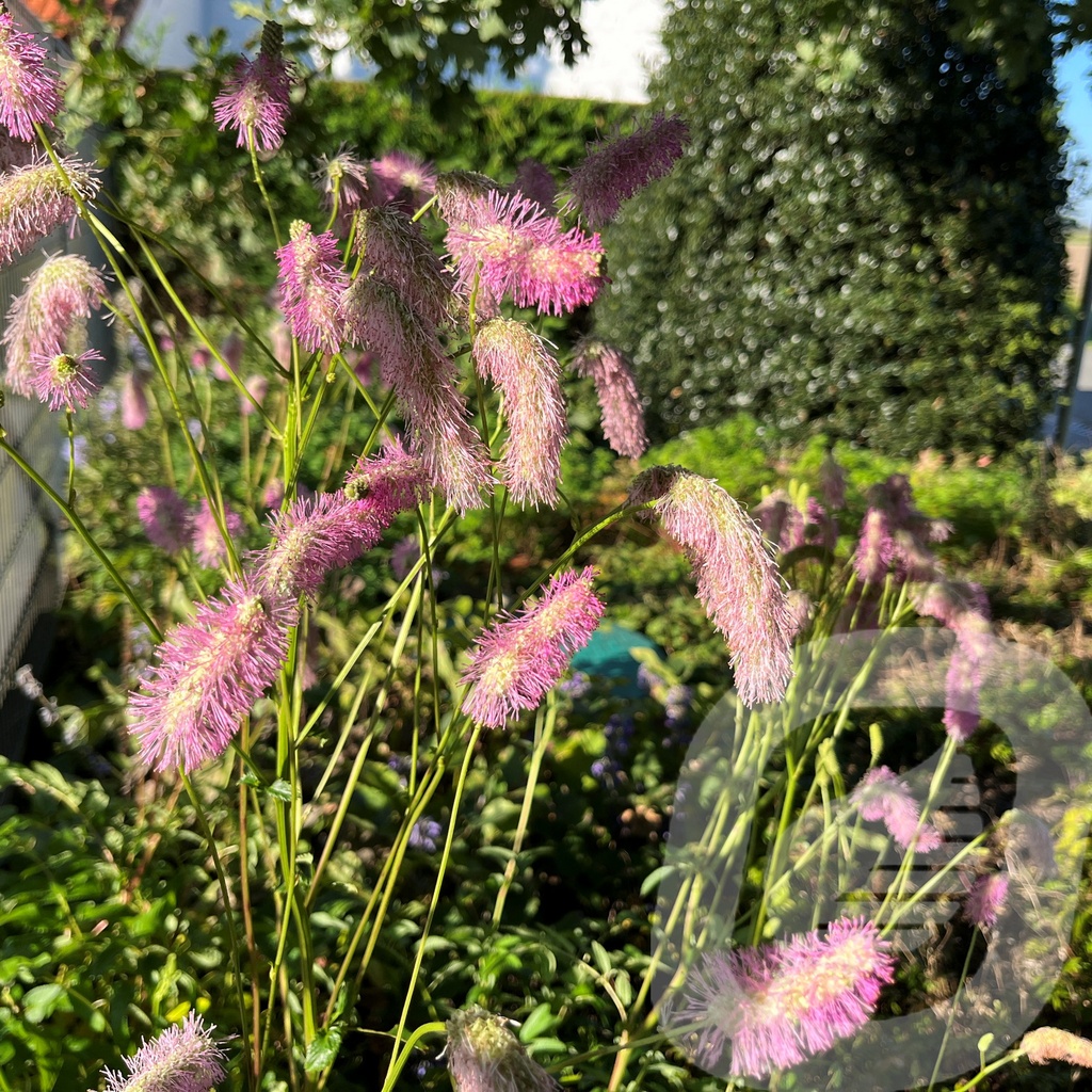 [SANPBRUS-C2] Sanguisorba 'Pink Brushes'