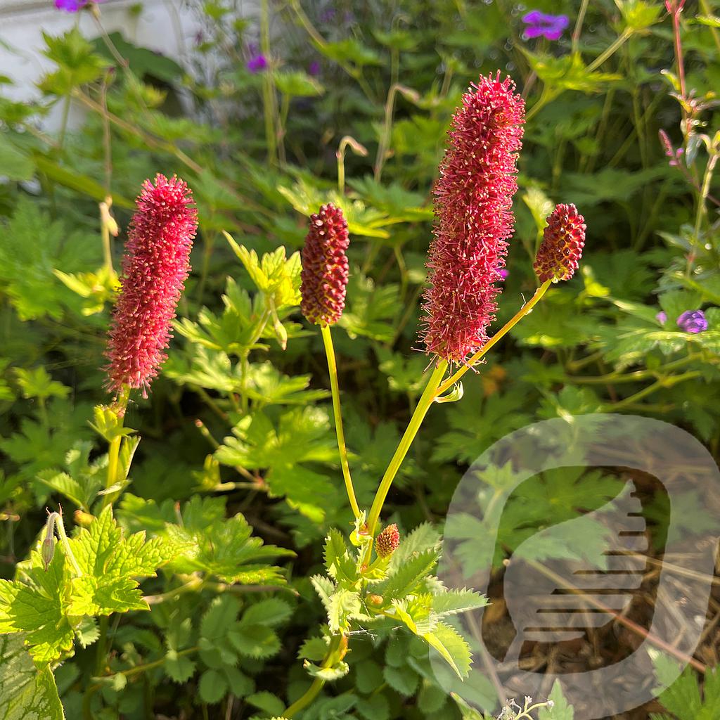 [SANMENZI-C2] Sanguisorba menziesii