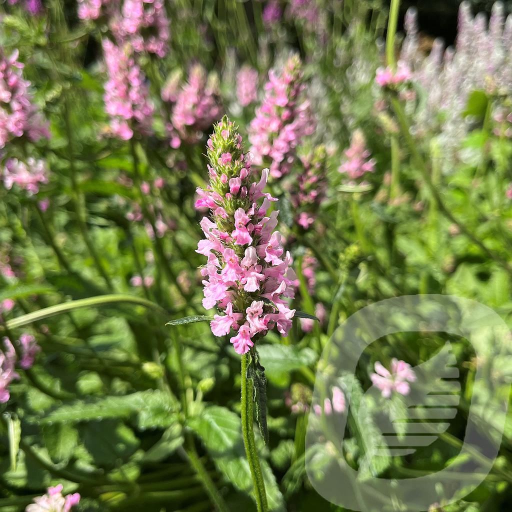 [STASCRUS-C2] Stachys 'Summer Crush'®