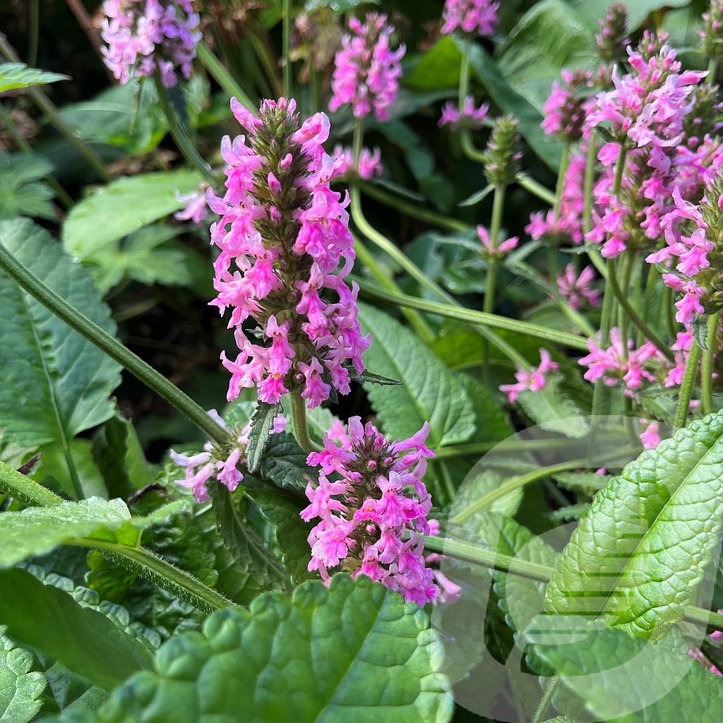 [STAPCCAN-C2] Stachys 'Pink Cotton Candy'