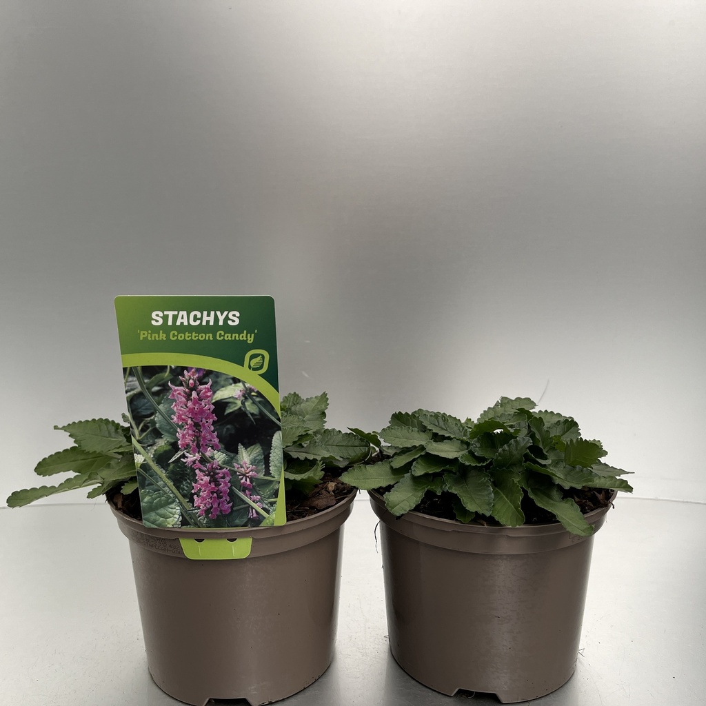 [STAPCCAN-C2] Stachys 'Pink Cotton Candy'