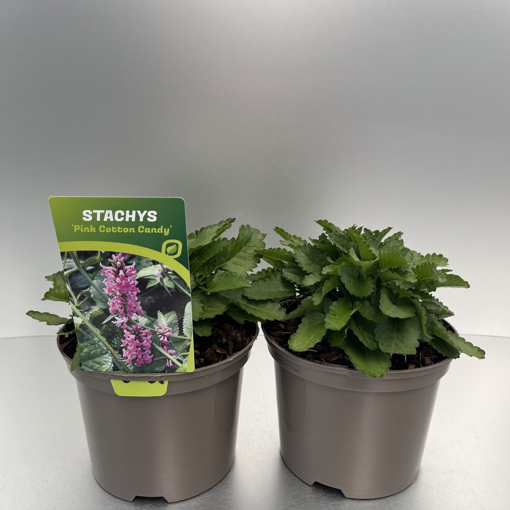 [STAPCCAN-C2] Stachys 'Pink Cotton Candy'