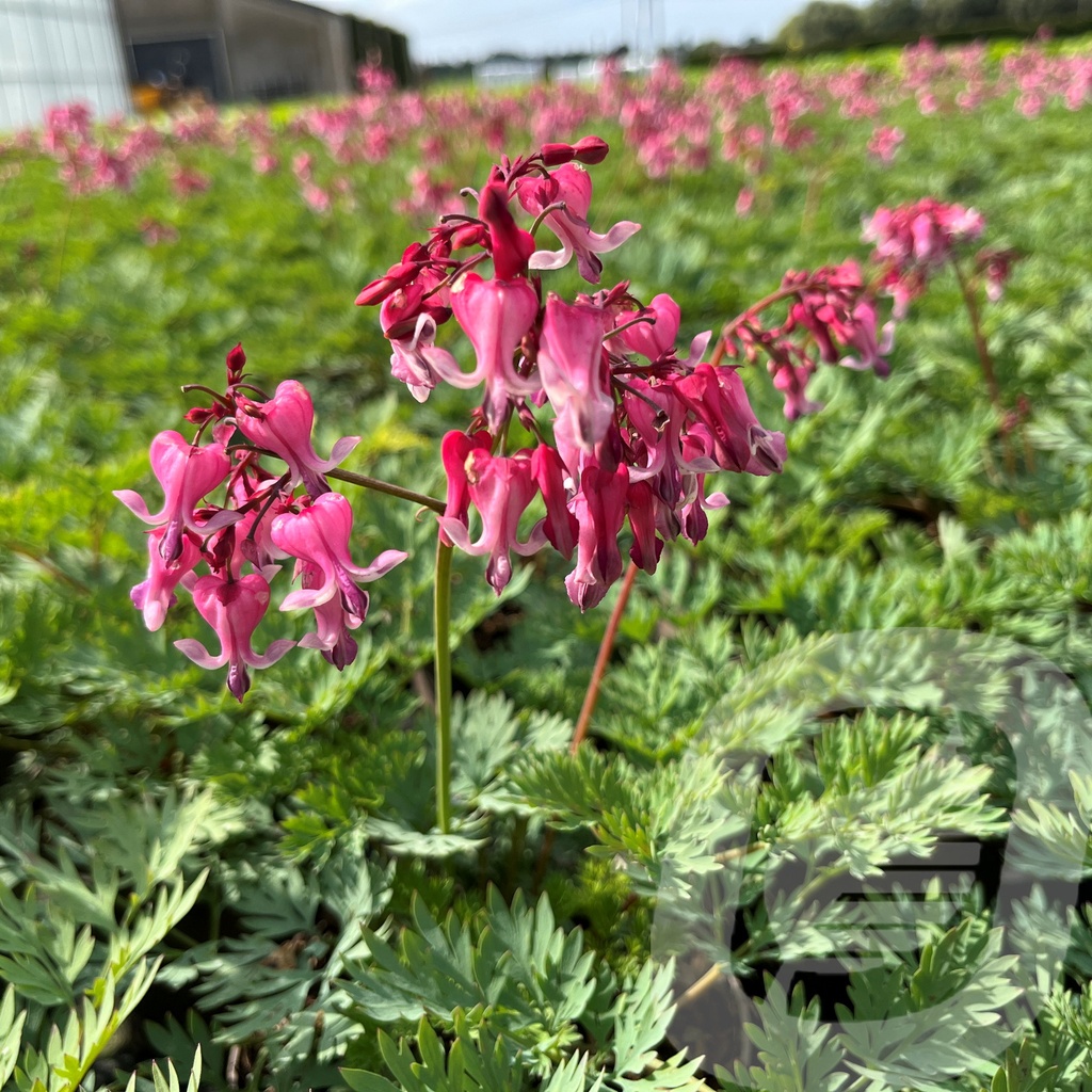 [DICPDIAM-C2] Dicentra 'Pink Diamonds'®